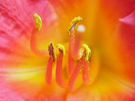 Day lily Close up