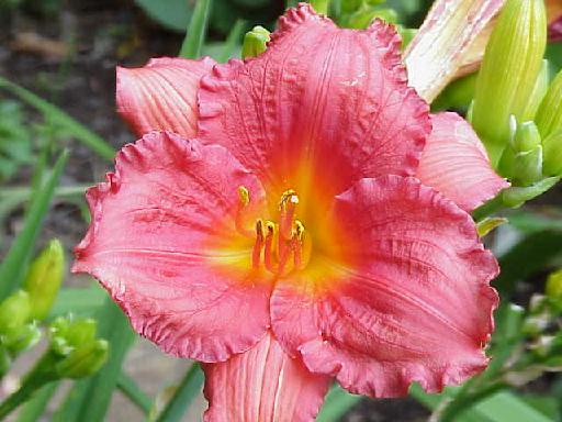 Day Lily