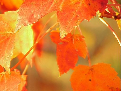 Fall Color
