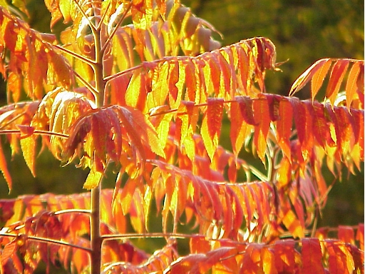 Staghorn Sumac