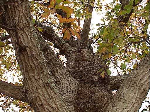Looking uo lookout tree