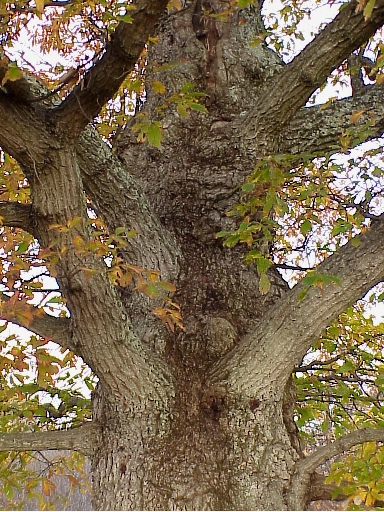Ole lookout tree