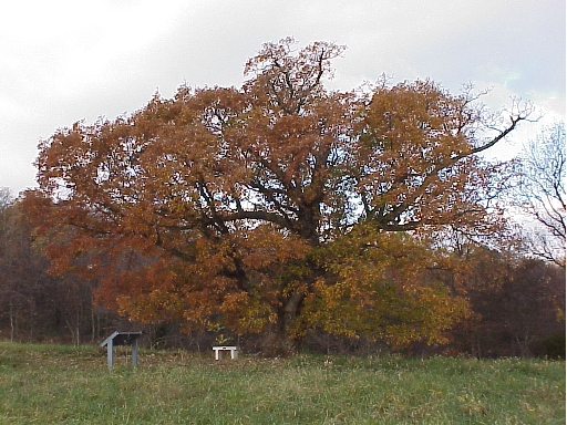 Lookout tree on top of fisherhill battlefield