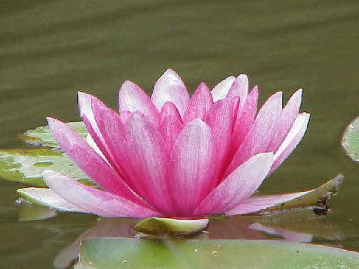 Water lily