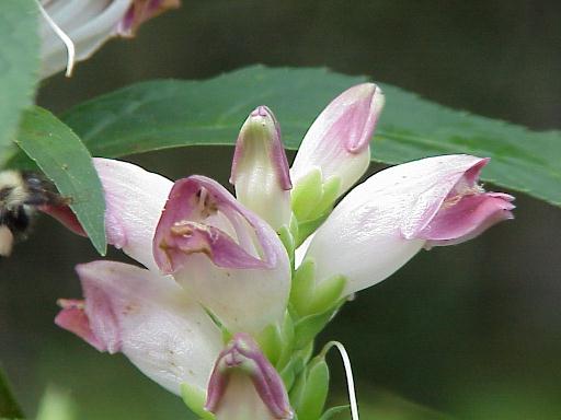Snake Head Wild wetland flower