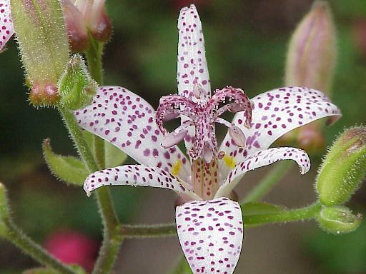 Toad lily