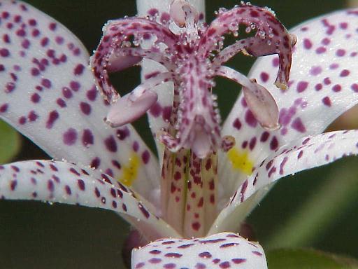 Toad lily 2