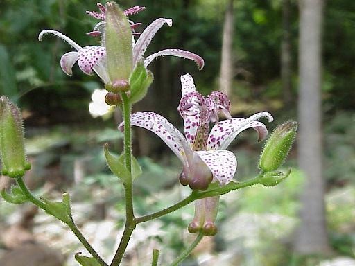 Toad lily 3