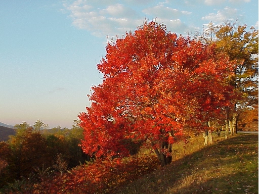 Maple Along the Blue Ridge Parkway