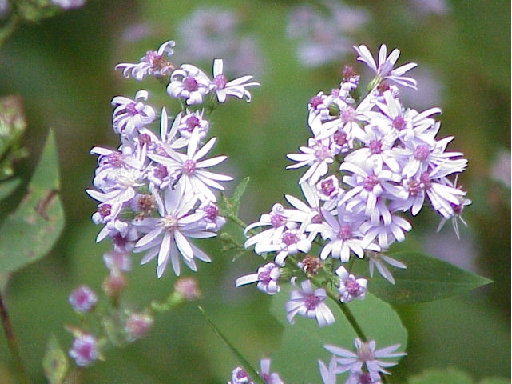 Fall Asters