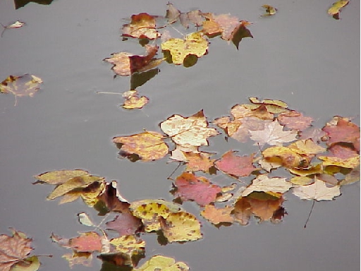 Fallen Leaves in the Lost River