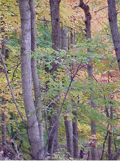 Fall on the drive way at lost river