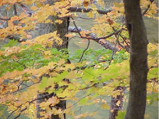 Fall color along the Lost River in West Virginia