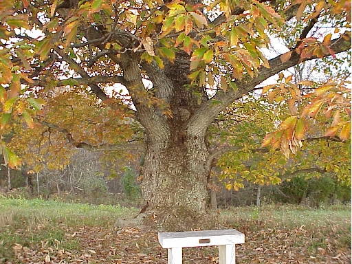 Lookout Tree at Fisher Hill Battlefield