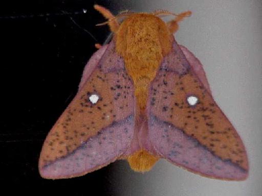 Moth